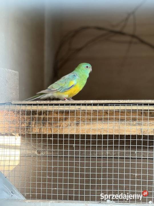 Świergotka Ptaki opolskie Bierdzany