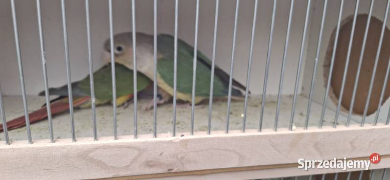 Rodzinka rudosterel Chudów