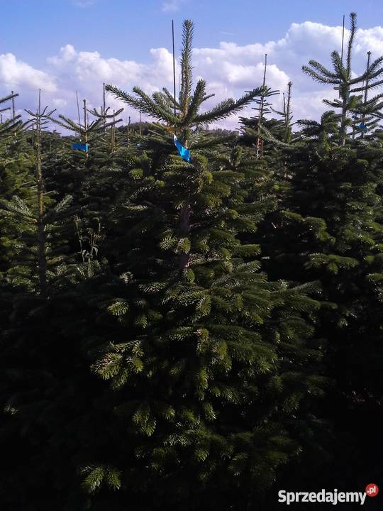 CHOINKI PROSTO Z DANII sprzedaż sprzedam