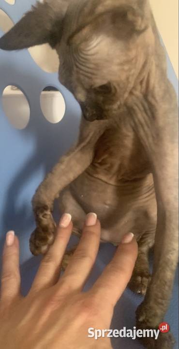 Sfinks Kanadyjski Do odbioru koteczką Rodowód Sfinks Leszno sprzedam