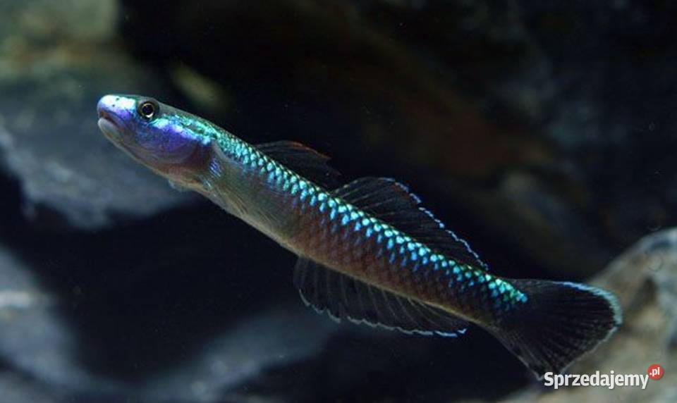 Babka semoni Stiphodon semoni SPRAWDZ NASZE sprzedam