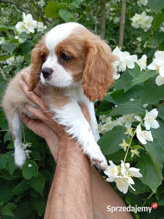 Cavalier King Charles spaniel Będzin sprzedam