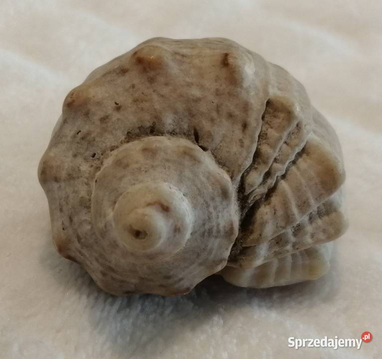 Muszla 48 60 Kreatywne śląskie Czeladź