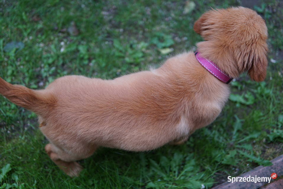 Szczeniak Golden Retriever Rzeszów