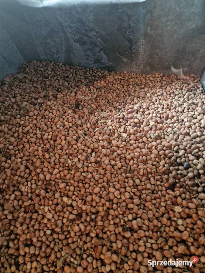 Bobik zbiór 2026 niezasuszany czyszczony na Rośliny pastewne Wielka Wieś