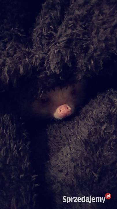 Sprzedam jeże pigmejskie afrykańskie Płock