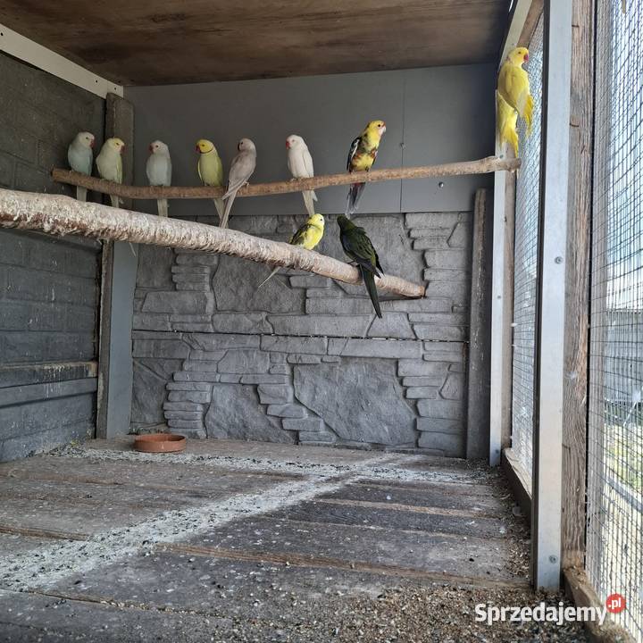 Ksiezniczka walii czerwono skrzydła konura Ostrów Wielkopolski