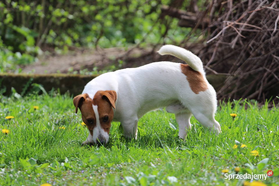 Piesek Jack Russell Terrier krótkowłosy małopolskie Szczucin