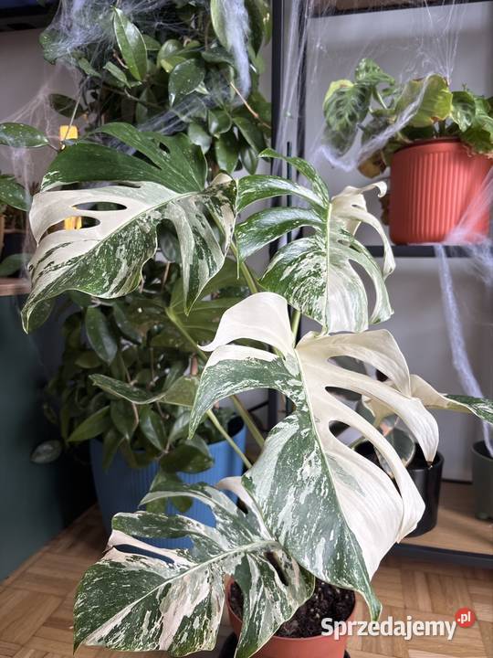Szczyt monstera variegata 2 liście pęd Śrem