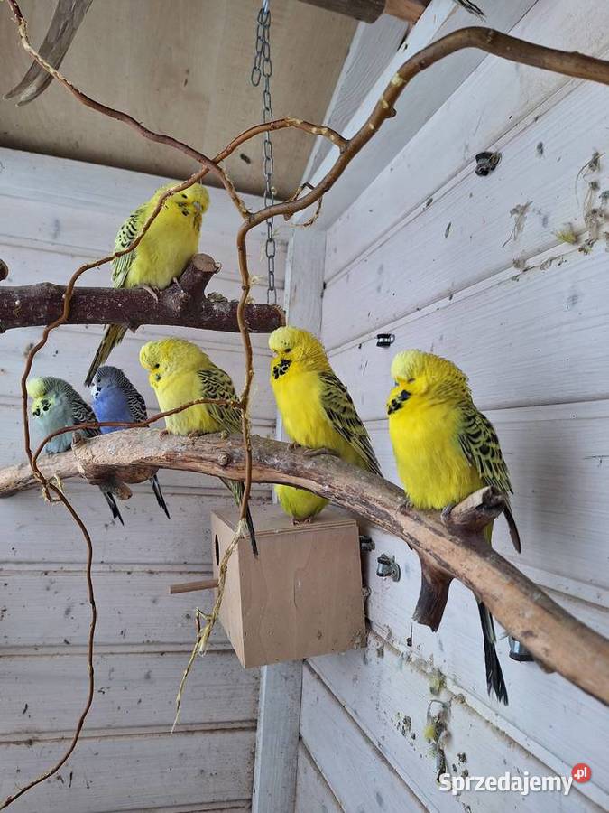 Papugi faliste rasowe i Nimfy Wystawowe Otyń