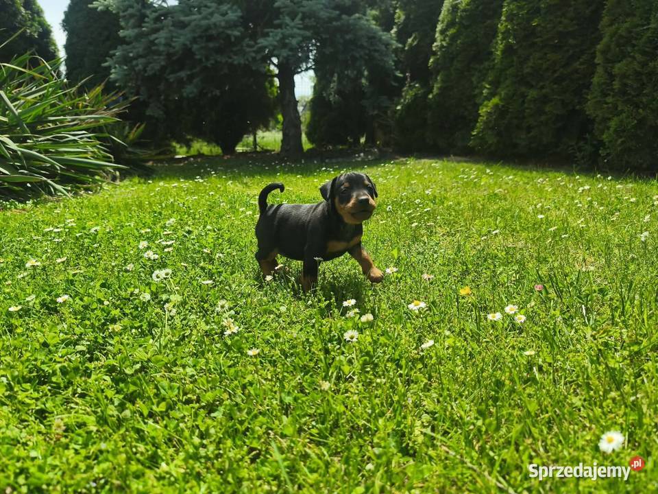 Pinczer miniaturowy podkarpackie Stary Dzików