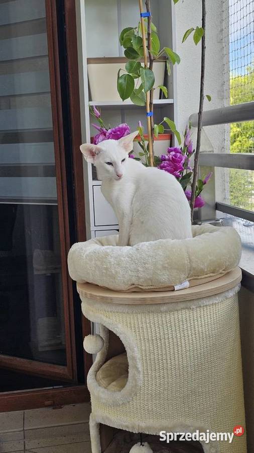 Oddam roczne białe kocurki orientalne kota