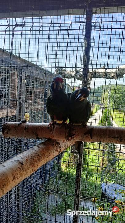 Ara maracana para dorosła marakana marakany Wieliczka sprzedam
