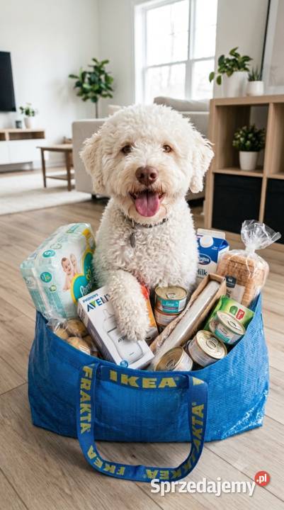 Lagotto Romagnolo pies na trufle DOGOTERAPIA Szczecin sprzedam