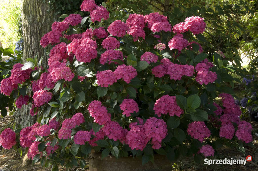 HORTENSJA LEUCHTFEUER sadzonki w doniczkach Rośliny Ustronie