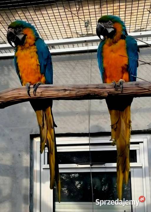 Ary Ararauny para do hodowli Łódź