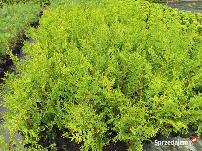 Thuja Plicata Gelderland 5060 15 Wrocław Januszkowice