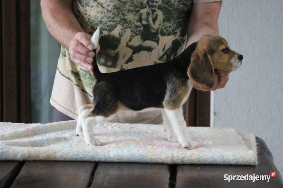 Beagle Panny do wzięcia ZKwPFCI Champione Polski sprzedam