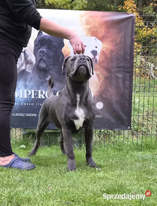 Piękny szary szczeniak pies Cane Corso ZKwP FCI mazowieckie