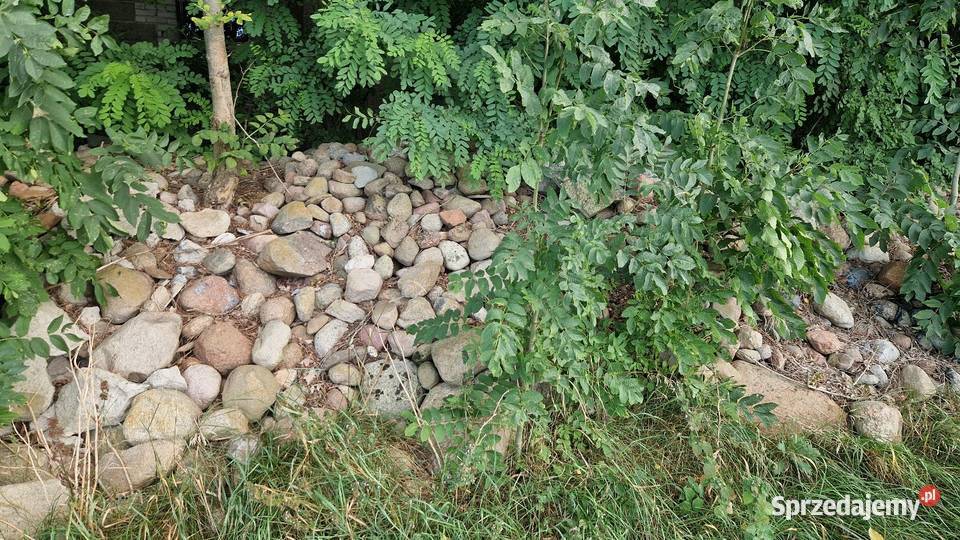 Oddam kamienie polne Białoskóry