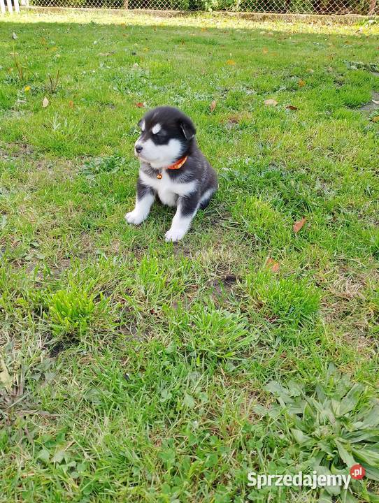 Alaskan Malamute suka szczenię Zwierzęta Przemyśl