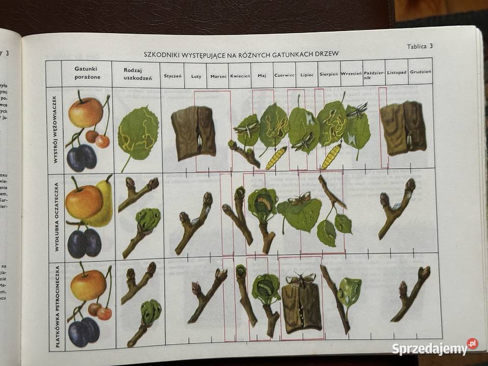 Terminarz ochrony sadów RŁęski Pozostałe łódzkie Łęczyca sprzedam