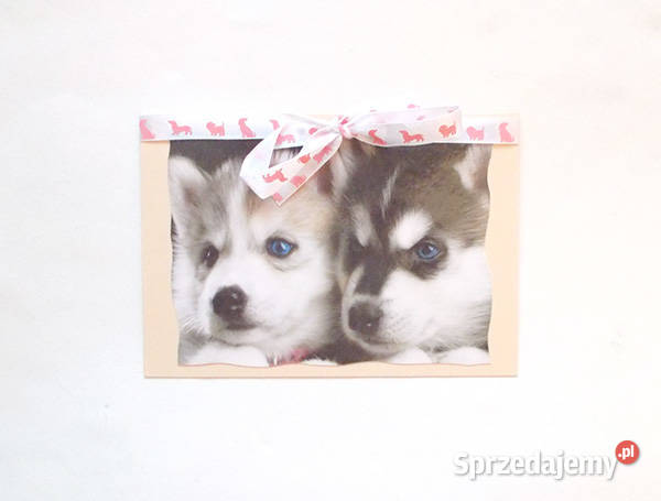 psy kartka kartka z psami husky kartka zwierzęta Rzeszów