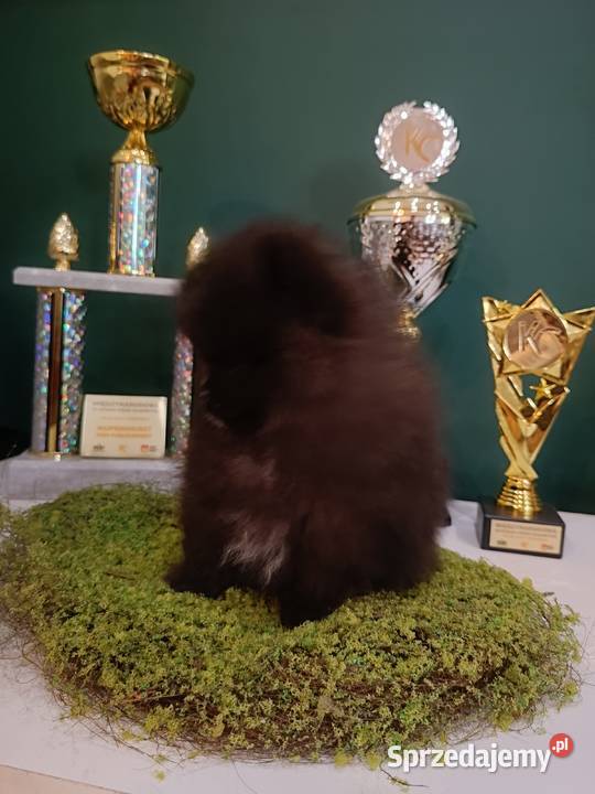Reproduktor SZPIC MINIATUROWY pomeranian śląskie Tarnowskie Góry