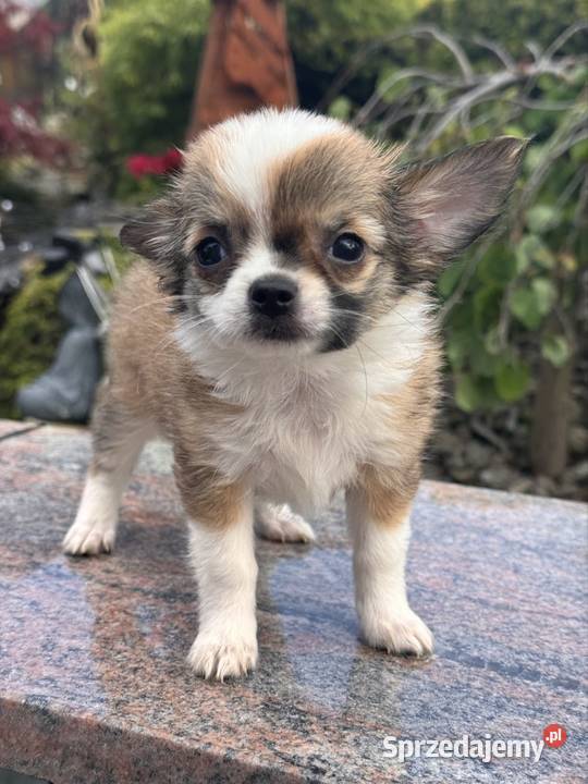 Chihuahua Bielsko-Biała sprzedam