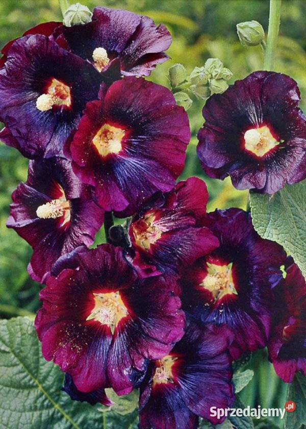 Malwa czarna Nasiona jadalna odmiana Nowy Sącz