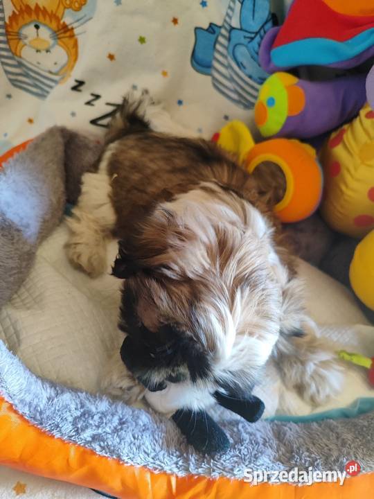Shih tzu Shih Tzu Zyck Polski