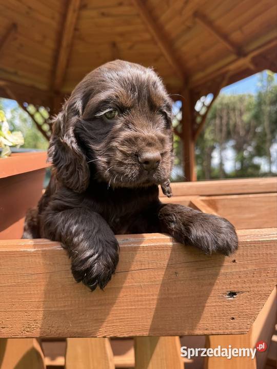 Wyjątkowa czekoladowa sunia Cocker Spaniel Warszawa