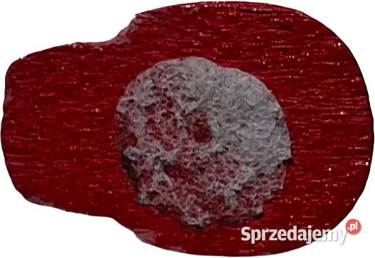 Drewniana biedronka biedroneczka 85x13mm Czeladź