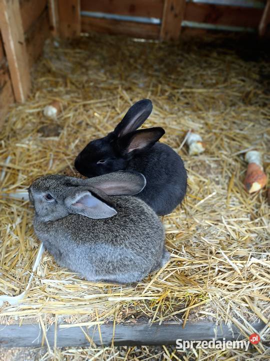 Sprzedam króliki Machnatka sprzedam