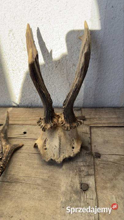 Sprzedam rogi sprzedam