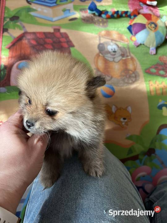 szpic miniaturowy chłopiec Skalbmierz