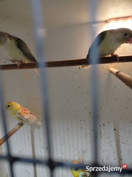 Młodziutkie rudosterki 2025 podkarpackie Jarosław sprzedam