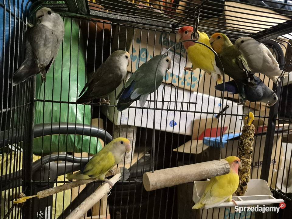 Papugi nierozlaczki czerwonoczelne Ozimek sprzedam