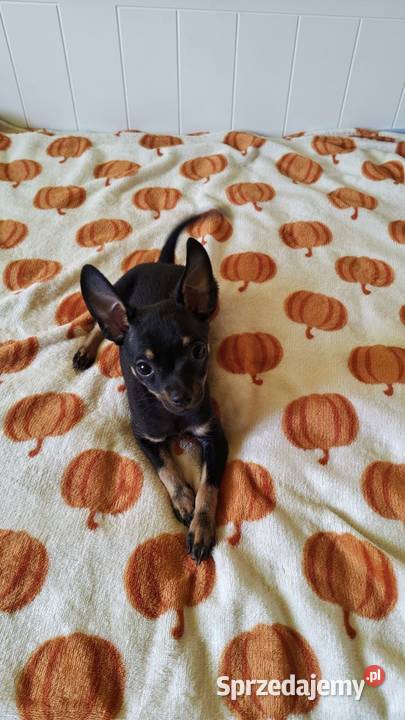 Szczenięta Toy Terrier Pozostałe Piotrków Trybunalski sprzedam