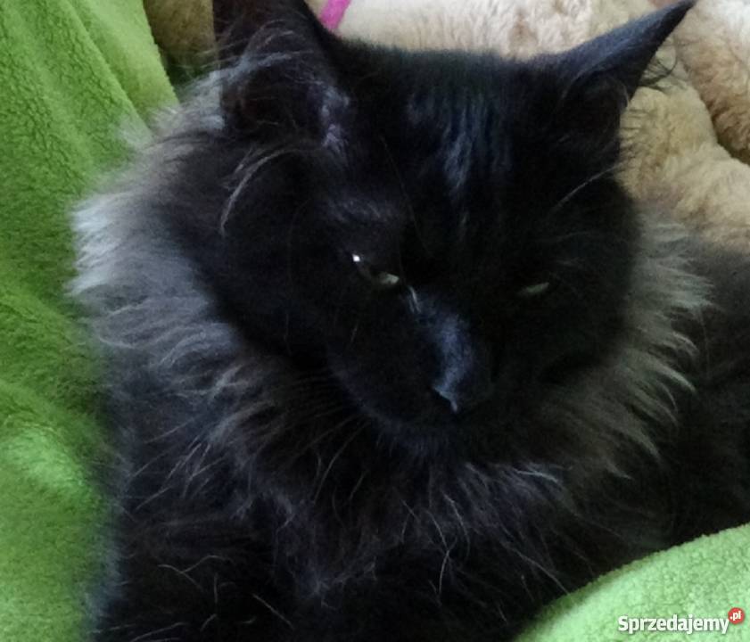 Kocurek Syberyjski Championie lubuskie Żary