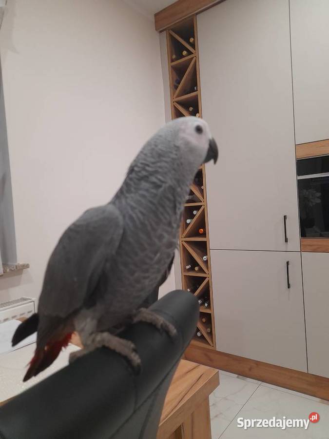 Żako samiec 2025 oswojony Ptaki Racibórz sprzedam