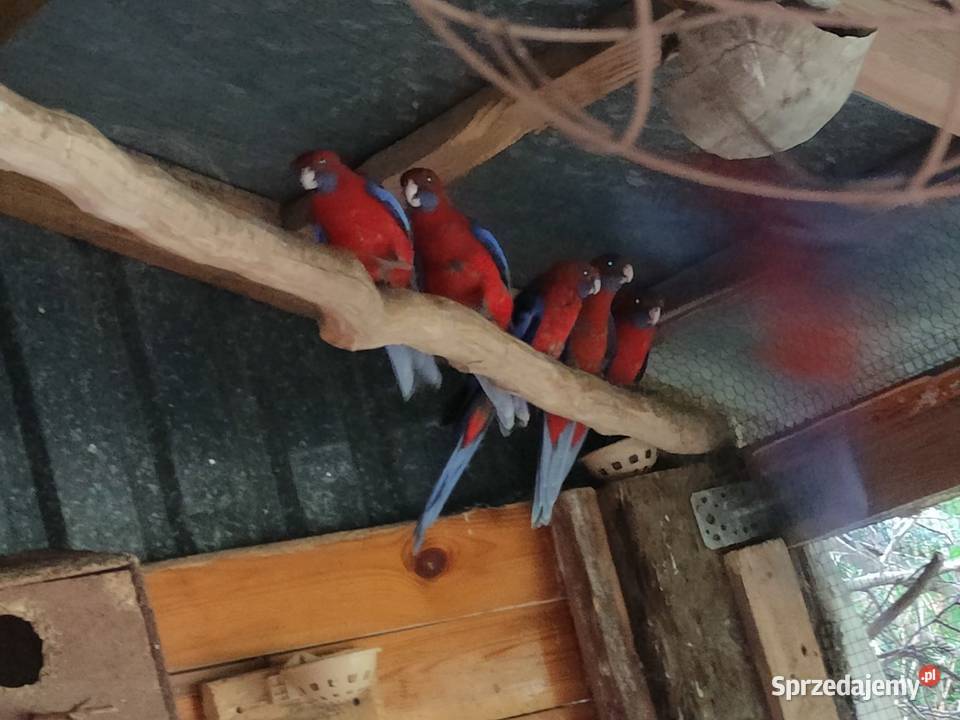 Papugi nimfy rozelle białolice rozelle łódzkie Rokiciny sprzedam