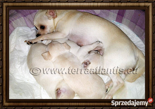 Chihuahua krótkowłosy piesek z metryczką ZKwPFCI Łódź sprzedam