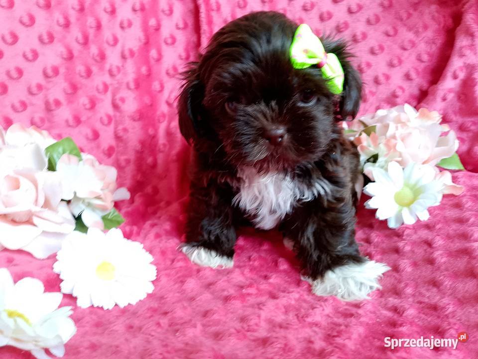 Gotowa do odbioru suczka rasy ShihTzu