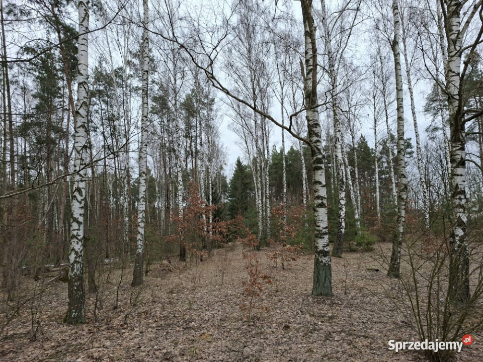 Syndyk sprzeda udział 38 w prawie własności Nuna