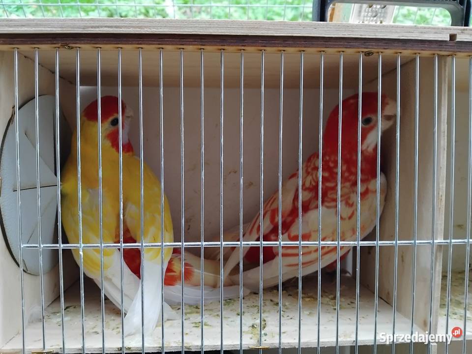 Papugi rozelle Prabuty sprzedam