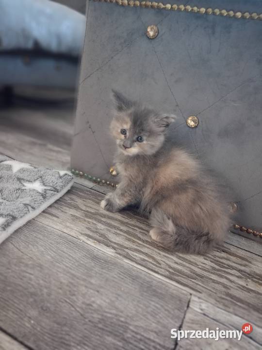Rezerwacja Maine Coon Kcynia