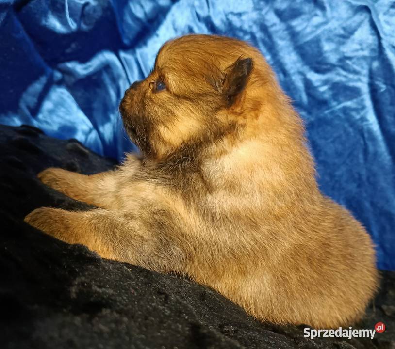 Suczka POMERANIAN szpic miniaturowy ZKwP FCI mazowieckie Sochaczew