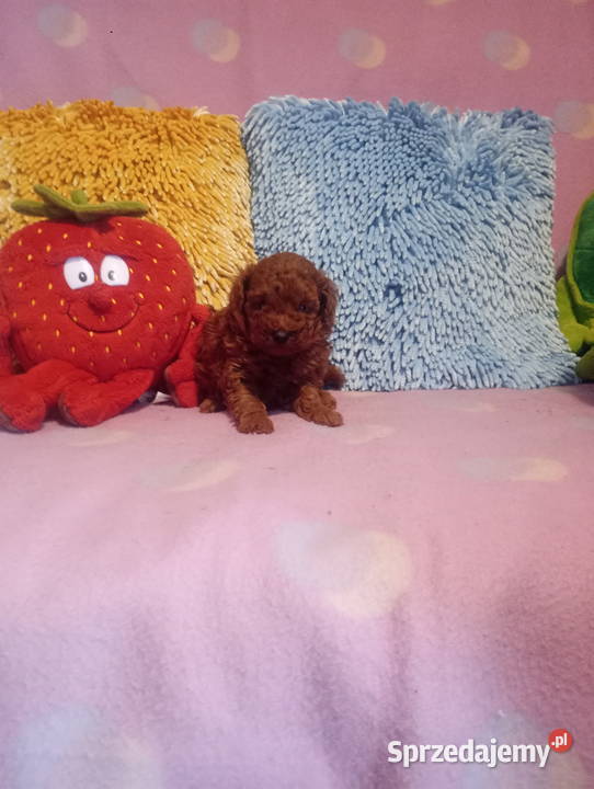 PUDELEK toy Red suczka Opole