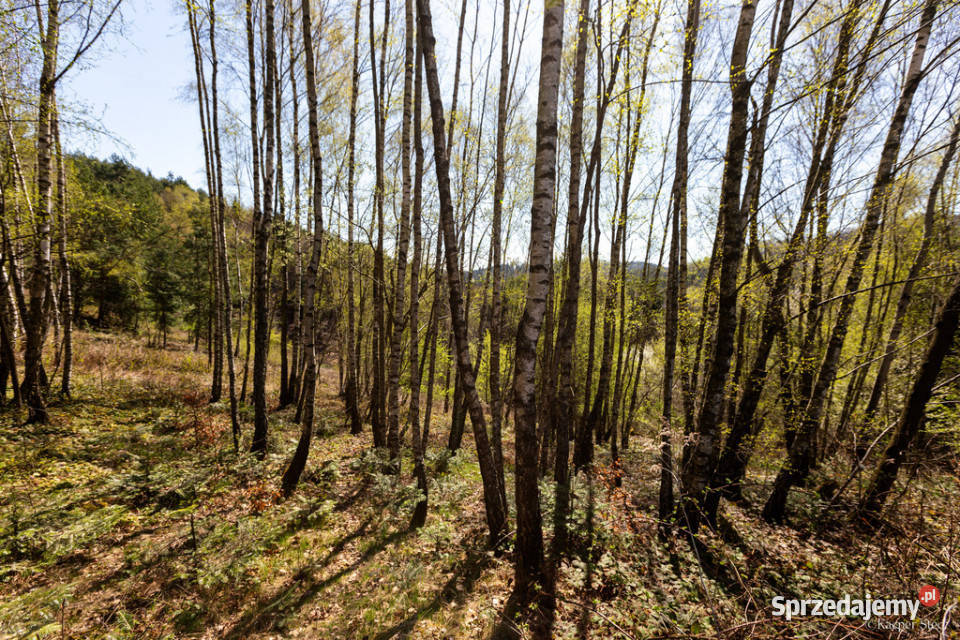 Na sprzedaż pastwisko zalesione w Jastrzębi leśna Jastrzębia